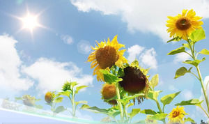Sunflower nature ppt template under blue sky sunlight