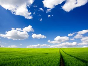 Sunny field PPT background image download