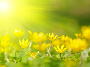 黄色背景花卉PPT背景图片