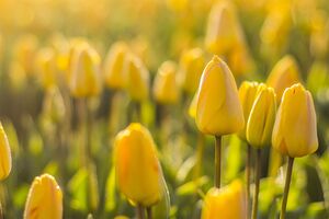 Hermosas imágenes de fondo de tulipanes