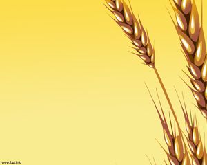 小麦の耳Powerpointのテンプレート
