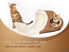Free Cat Bed PPT Template