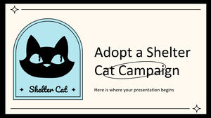 Adote uma campanha para gatos de abrigo