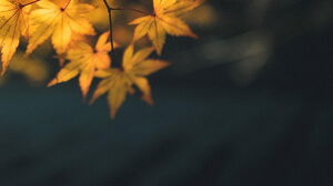 Cinco imágenes de fondo PPT de hojas de arce en otoño