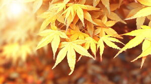 Семь изысканных осенних кленовых листьев PPT фоновых изображений