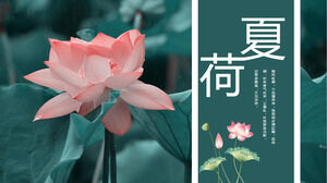Unduh template Summer Lotus PPT untuk latar belakang foto teratai