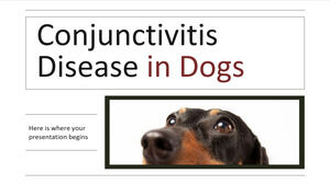 狗的結膜炎疾病