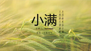 قم بتنزيل قالب PPT لتقديم مصطلح الطاقة الشمسية Xiaoman بخلفية أذن من القمح الأخضر