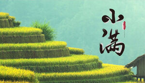 Yeşil teraslarda buğdayın arka planında Xiaoman güneş terimini tanıtmak için PPT şablonu