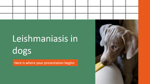 Leishmaniasis pada Anjing