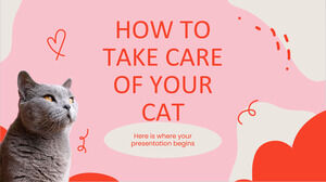 So kümmern Sie sich um Ihre Katze