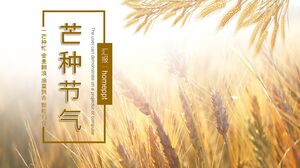 Background of Wheat Ears in the Sun and Introduction of Mangzhong Solar Terms PPT Template Background of Wheat Ears in the Sun and Introduction of Mangzhong Solar Terms PPT Template