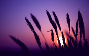 Hundeschwanz-Gras unter purpurrotem Sonnenuntergang PPT-Bild
