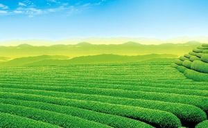 Image d'arrière-plan PPT de paysages de jardin de thé de montagne de thé vert