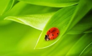 Fond vert mignon sept étoiles coccinelle PPT