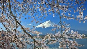 Obraz tła PPT różowy kwiat wiśni Fuji