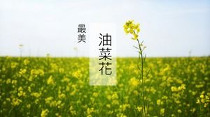 菜の花の春が来る-最も美しい菜の花のPPTテンプレート