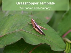 Locust closeup-insect ppt template