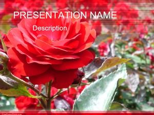 2組の豪華な花バラバレンタインデーpptテンプレート