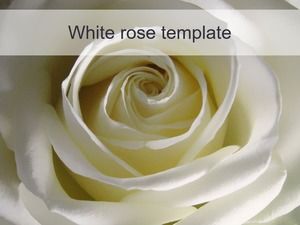 Rote und weiße Rosen Nahaufnahme Hintergrund ppt Vorlage Rote und weiße Rosen Nahaufnahme Hintergrund ppt Vorlage