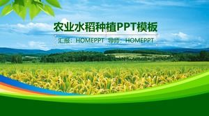 Template PPT pertanian dengan latar belakang sawah hijau PowerPoint