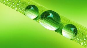 9 녹색 잎 물방울 이슬 PPT 배경 그림
