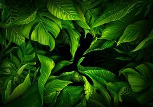 Exquisite green leaf PPT background map download grátis