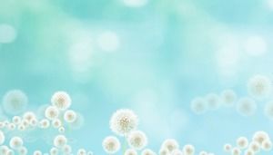 4 gambar latar belakang PPT dandelion biru segar dan indah untuk diunduh gratis