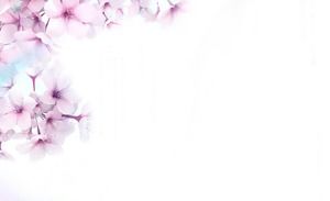 三朵粉红色的美丽桃花PPT背景图片