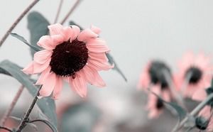 8 Sonnenblumen-PPT-Hintergrundbilder