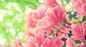 7 imagini de fundal PPT cu flori de pădure de lavandă