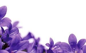 紫色の花PPT背景画像