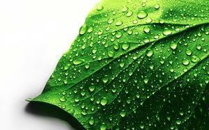Green dewdrop leaf PPT background picture