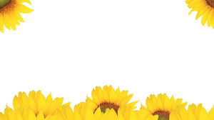 Sonnenblume PPT Hintergrundbild