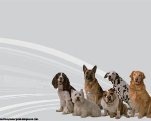 Modèle de races de chien de PowerPoint