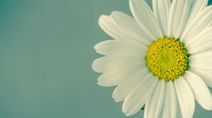 Güzel taze beyaz çiçek PPT arka plan resmi
