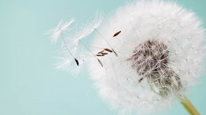 PPT background picture of flying dandelion