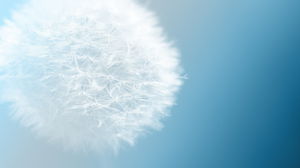 Beautiful dandelion PPT background picture