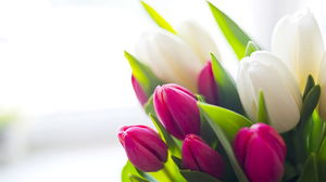 Beautiful tulip flowers PPT background picture
