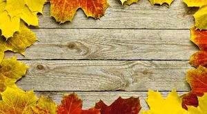 Three beautiful autumn leaves PPT background pictures for free download