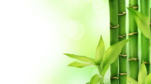 Green fresh bamboo slide background picture