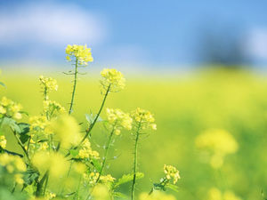 黄色い菜の花PPT背景画像
