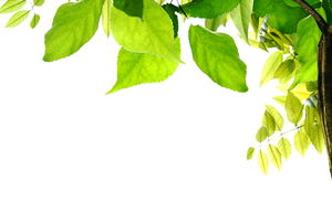 코너 녹색 잎 PPT 배경 그림