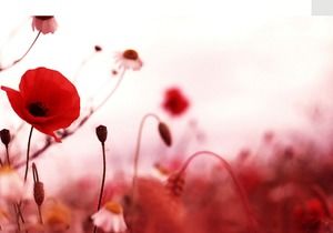 Gambar latar belakang PPT bunga poppy merah