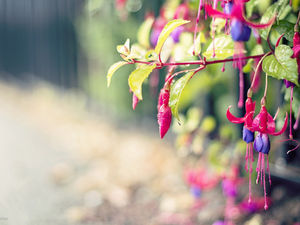 Gambar latar belakang PPT bunga ungu segar