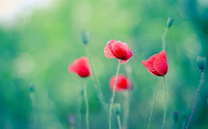 エメラルドグリーンの背景に美しい赤い花のPPT背景画像