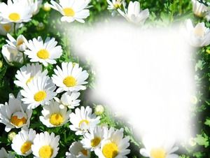 Zwei Blumen Cartoon Grenze PPT Hintergrundbilder