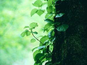 Fresh tree trunk branches and leaves PPT background picture