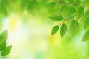 Güneş yeşillik bitki PPT arka plan resmi