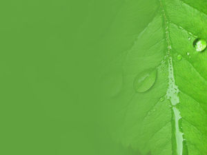 Fresh water drops big leaves PPT background picture
